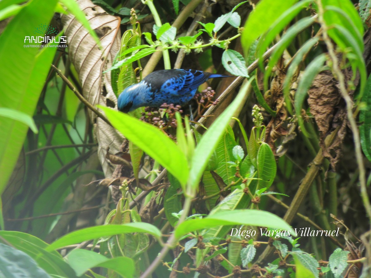 Blue-and-black Tanager - ML151888991
