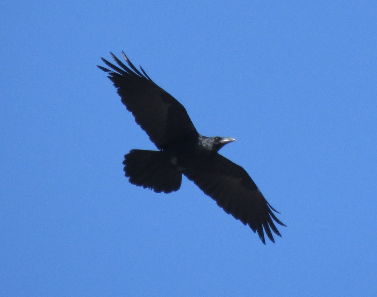 Common Raven - BEN BAILEY