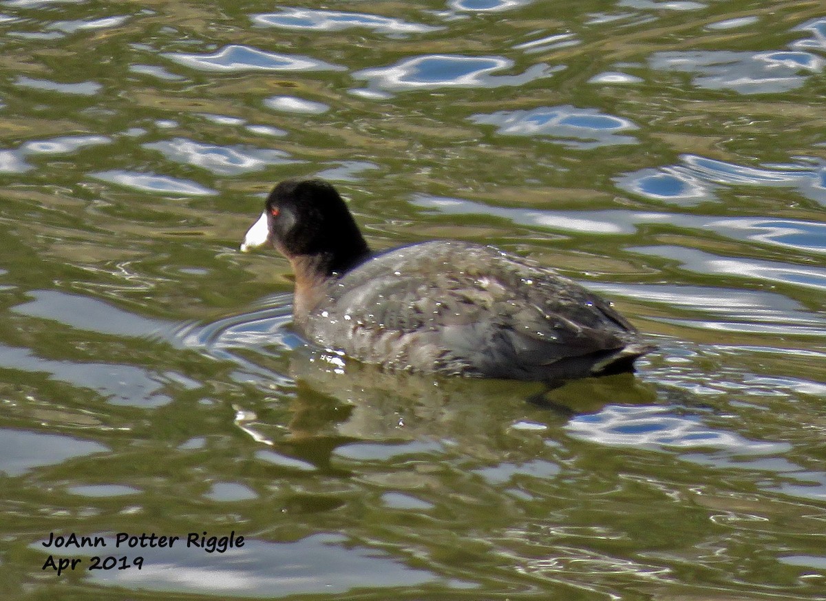 American Coot - JoAnn Potter Riggle 🦤