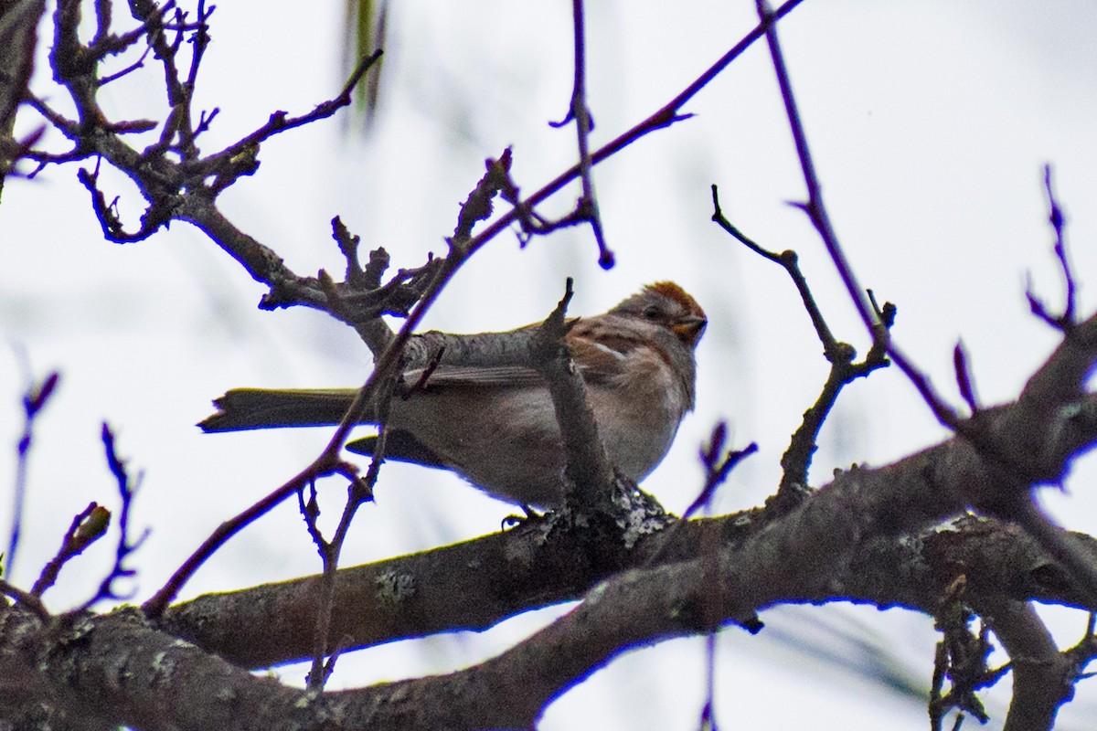 American Tree Sparrow - Paul Prappas