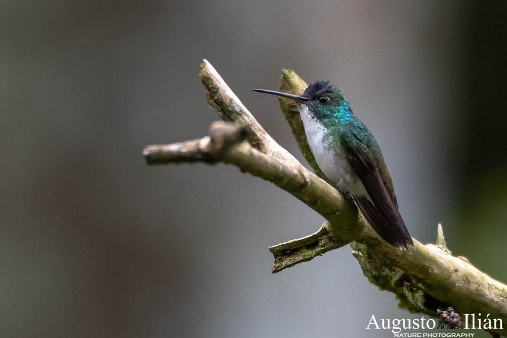 kolibřík andský - ML151890681