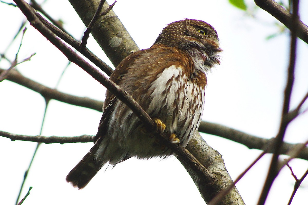 Northern Pygmy-Owl - Phil Pickering