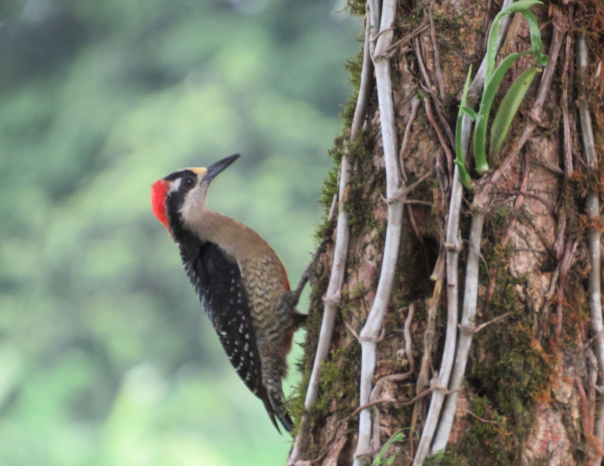 Black-cheeked Woodpecker - ML151890831