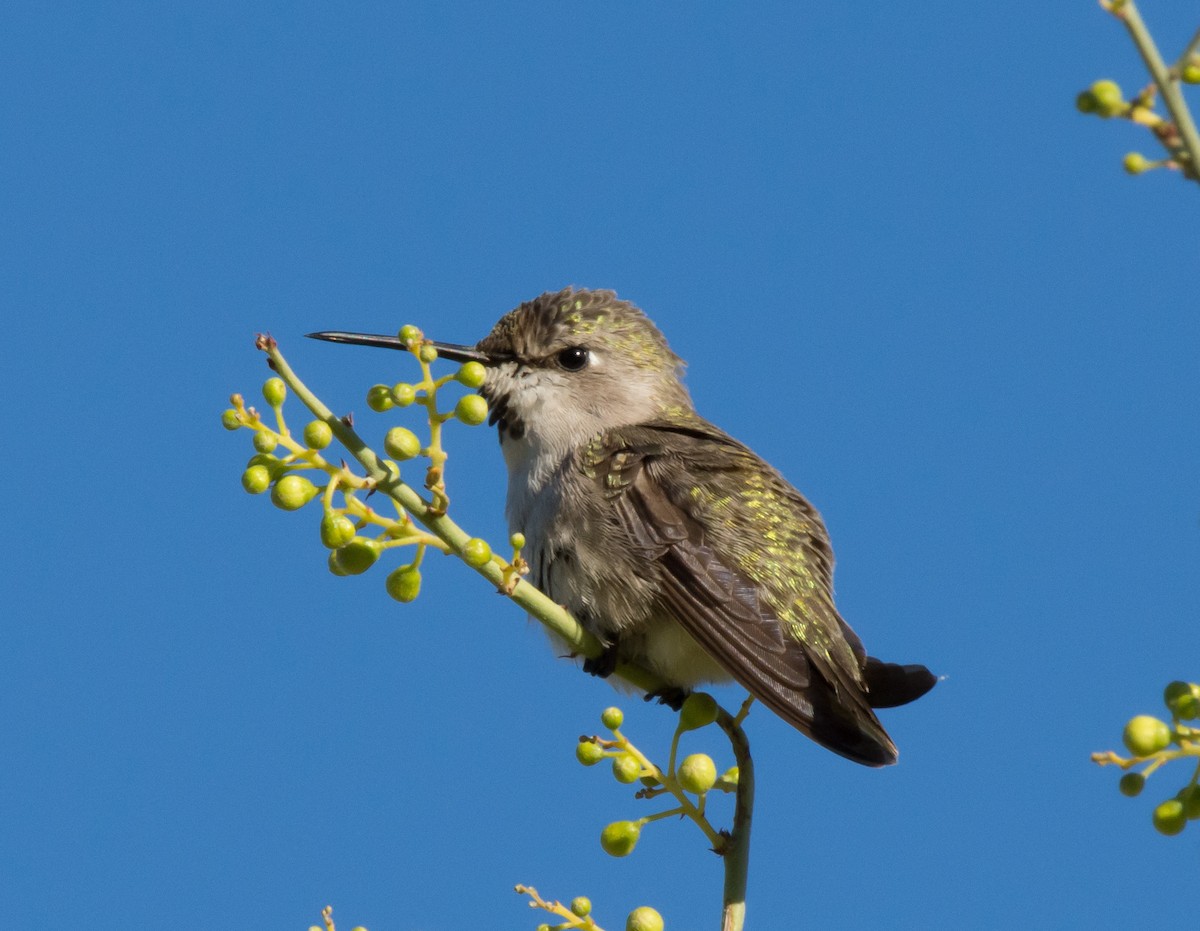 Costa's Hummingbird - ML151891251