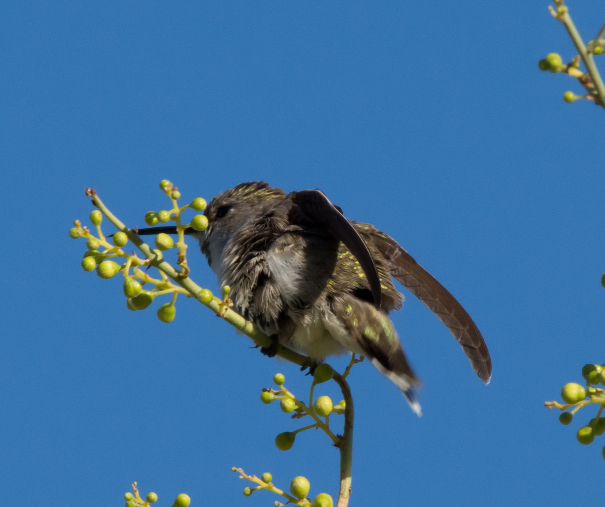 Costa's Hummingbird - Gordon Karre