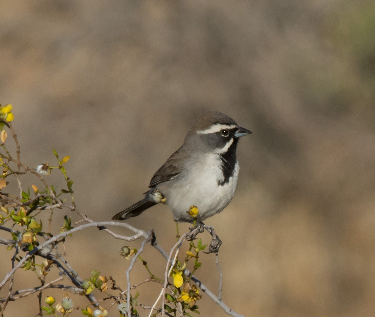 Black-throated Sparrow - Gordon Karre