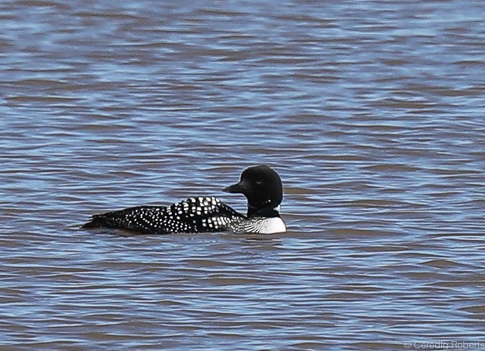 Common Loon - Ceredig  Roberts