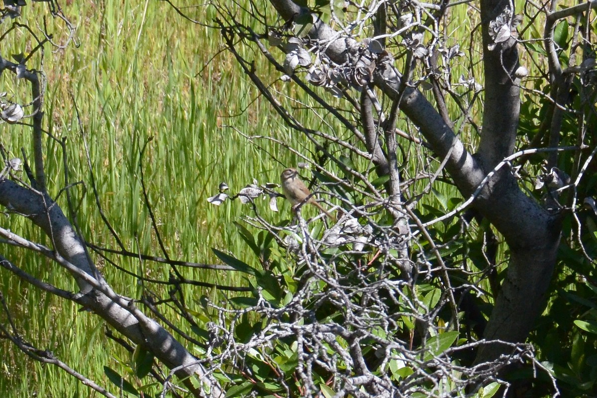 Rufous-crowned Sparrow - Bart Wickel