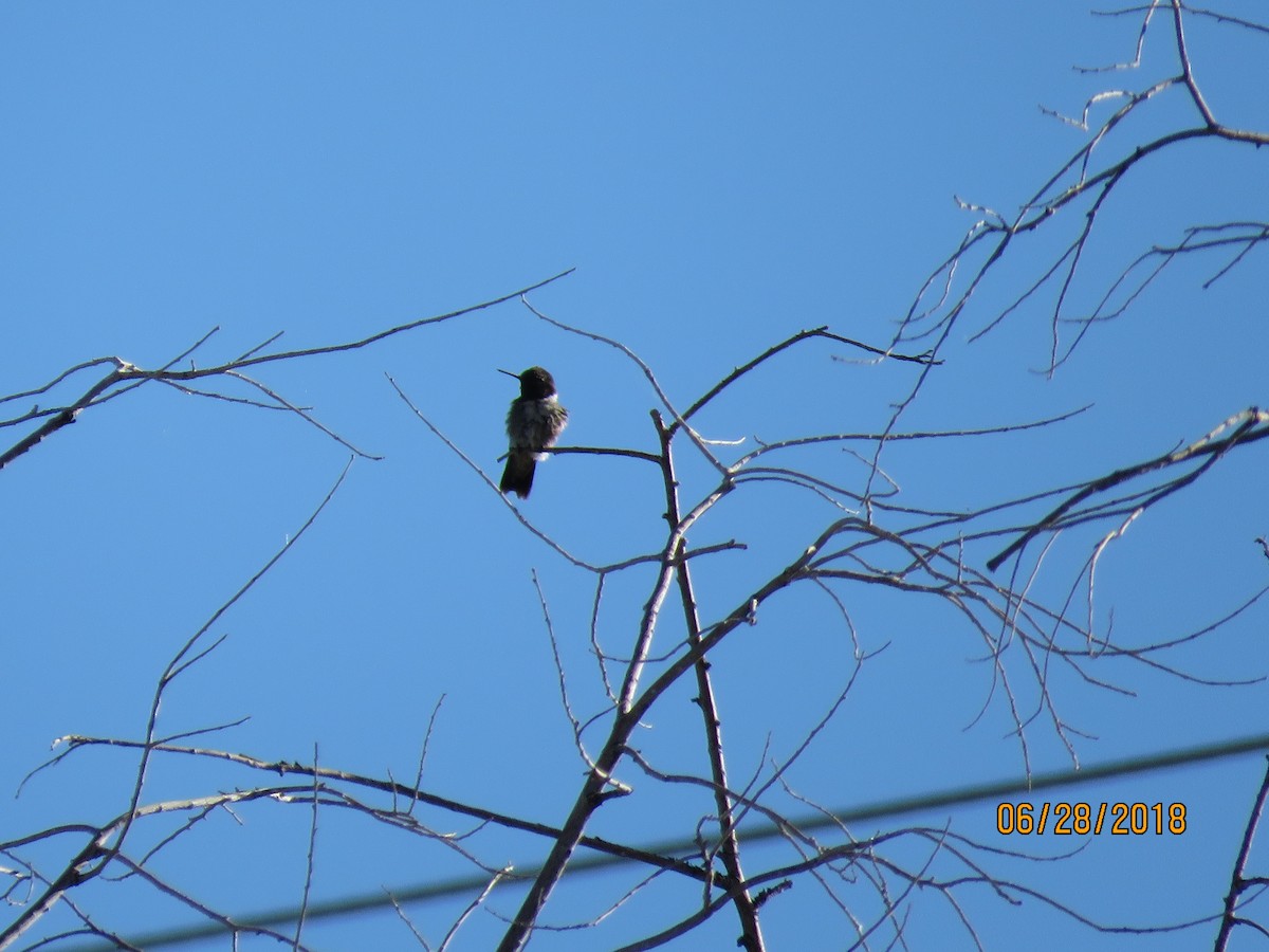hummingbird sp. - Hylin Gold