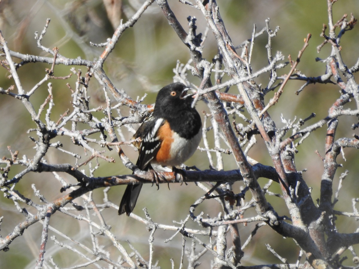 Spotted Towhee - Tom Wuenschell
