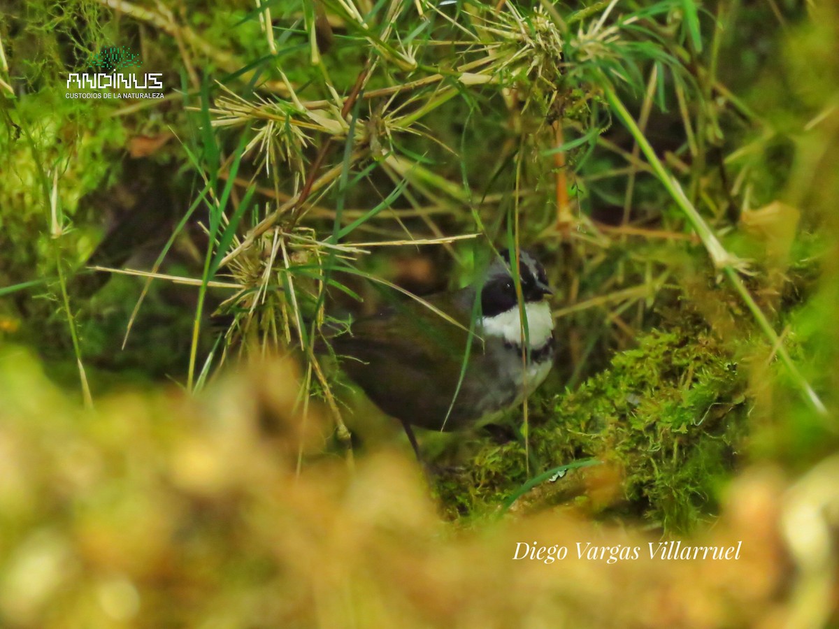 Gray-browed Brushfinch - DIEGO VARGAS VILLARRUEL