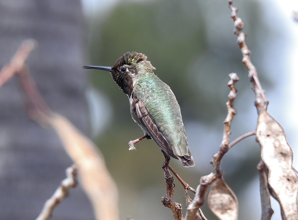 Anna's Hummingbird - Brian Tinker