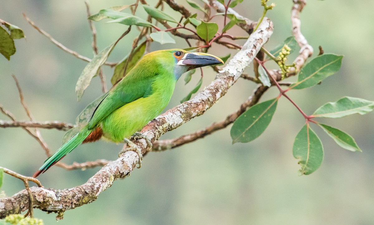 Southern Emerald-Toucanet (Andean) - ML151896181