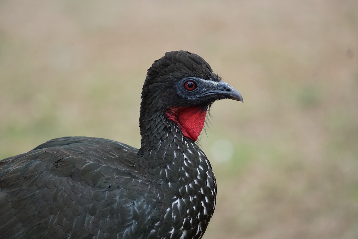 Crested Guan - Beny Wilson