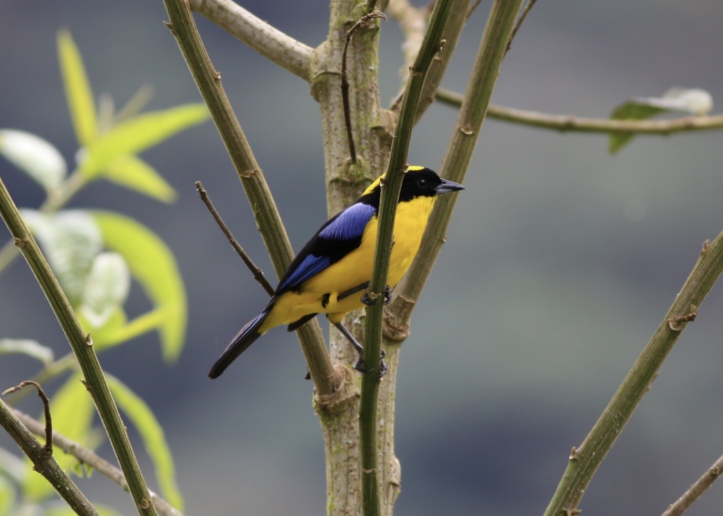 Blue-winged Mountain Tanager - ML151896561
