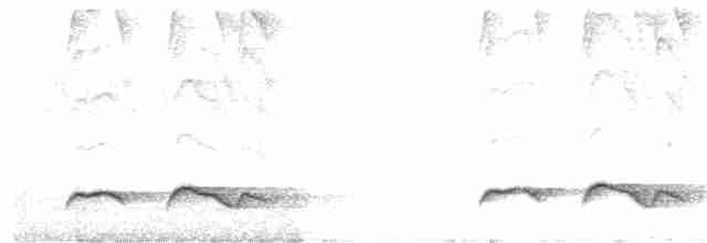 Зозуля білогорла - ML151896661