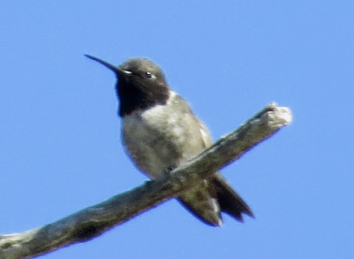 Black-chinned Hummingbird - Diane Drobka
