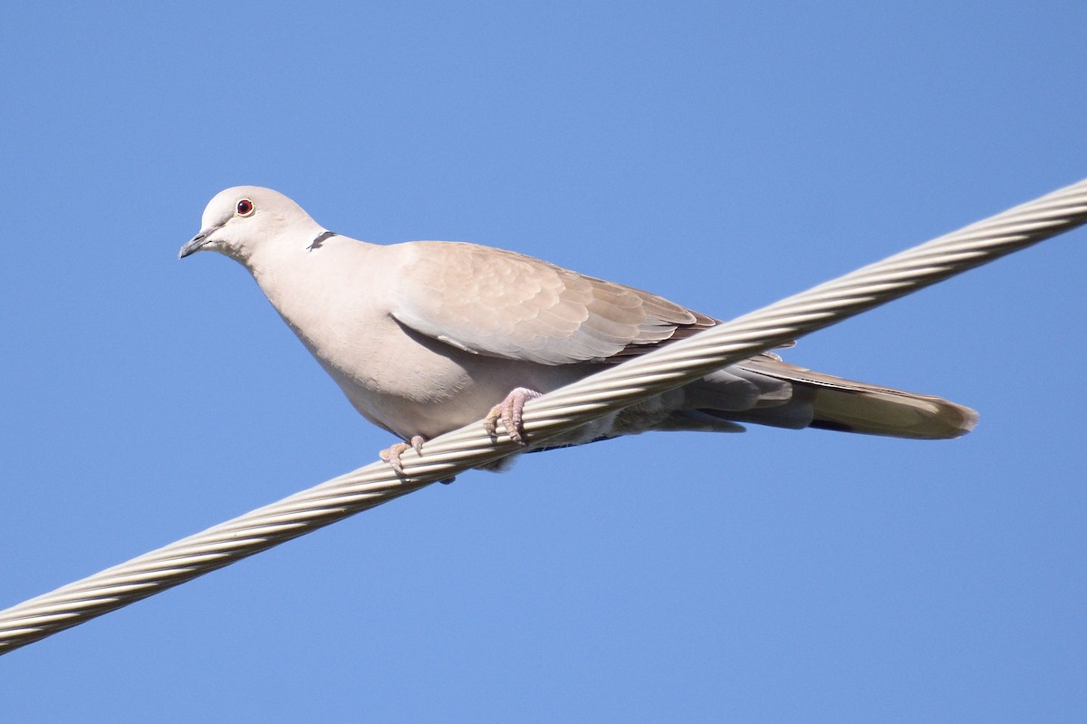 Eurasian Collared-Dove - Bart Wickel