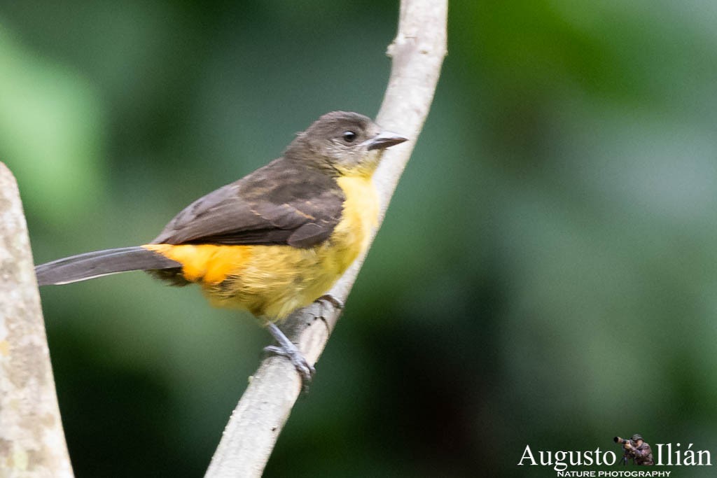 Flame-rumped Tanager - ML151897121