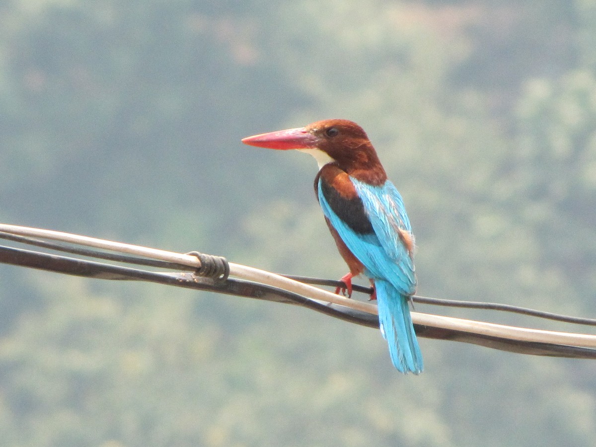 White-throated Kingfisher - Sandeep Biswas