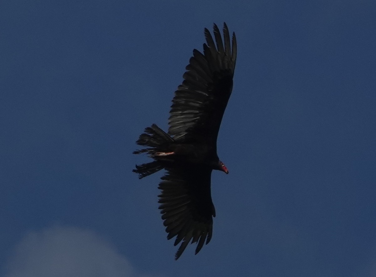 Turkey Vulture - ML151897821