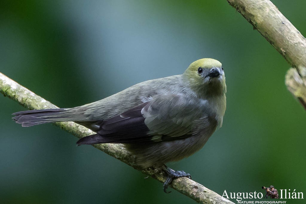 Palm Tanager - ML151898221