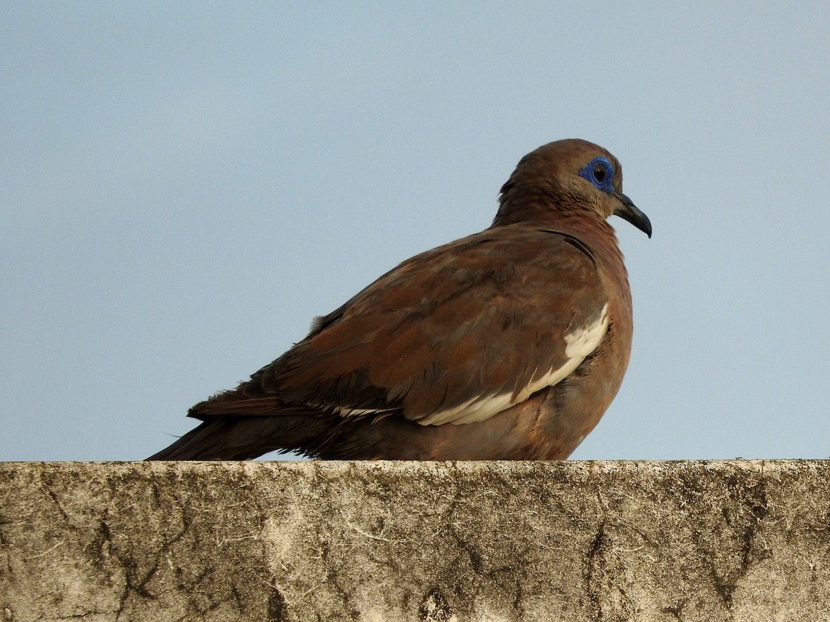 West Peruvian Dove - ML151898251