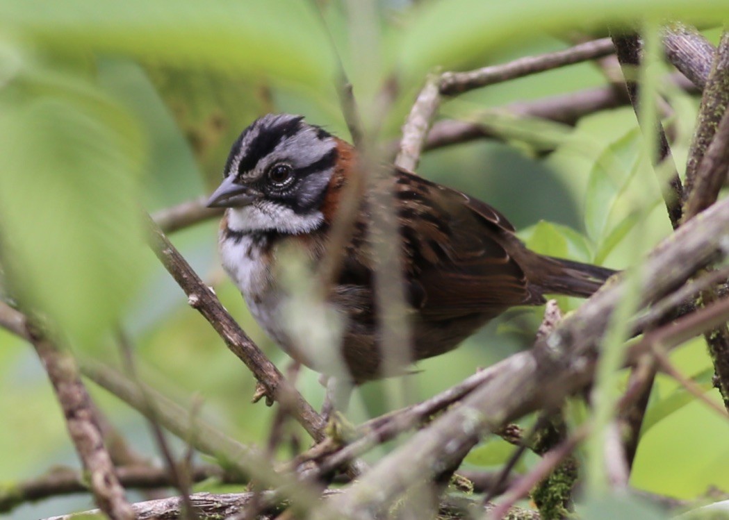 Rufous-collared Sparrow - Emily Renaud