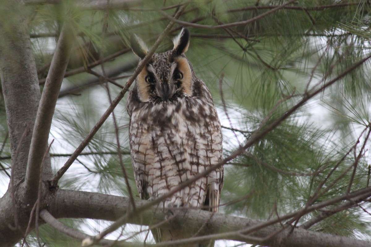 Long-eared Owl - Fred Seifert
