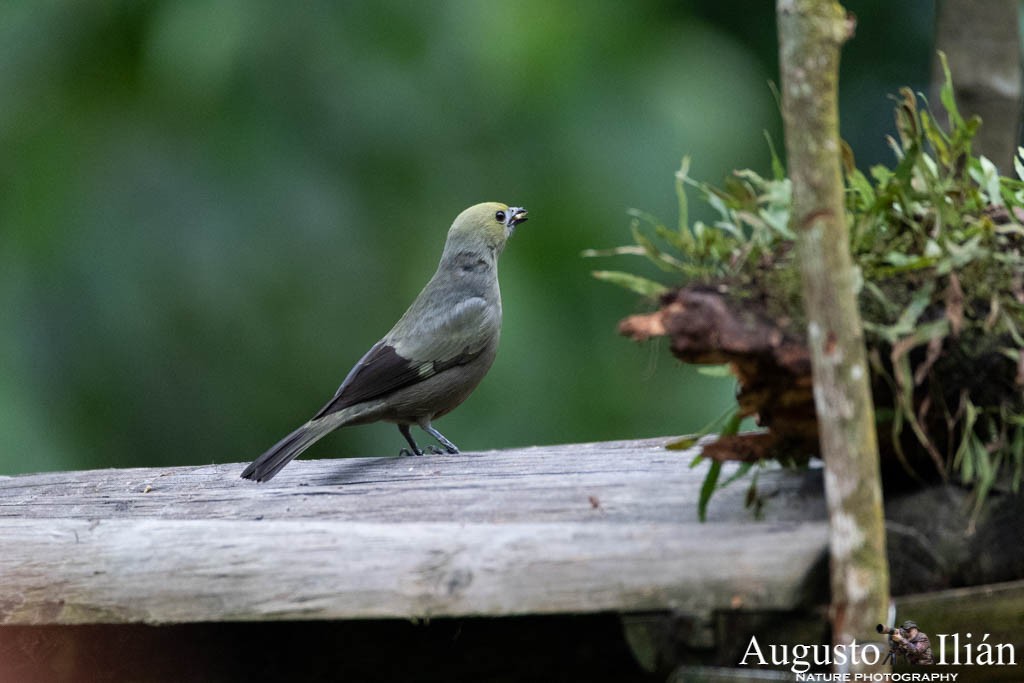 Palm Tanager - Augusto Ilian