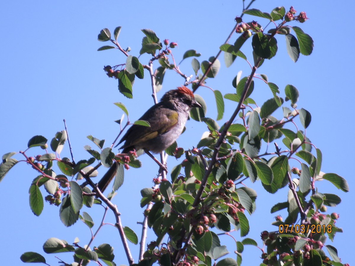Green-tailed Towhee - Hylin Gold