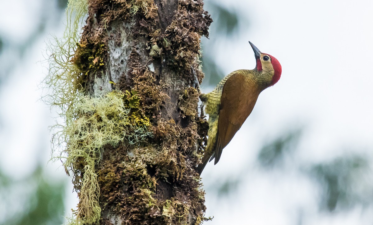 Golden-olive Woodpecker - David Monroy Rengifo