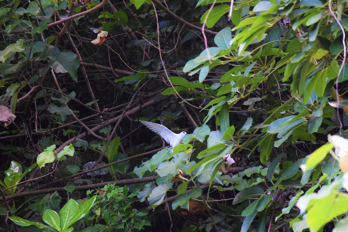 White Tern - ML151900451