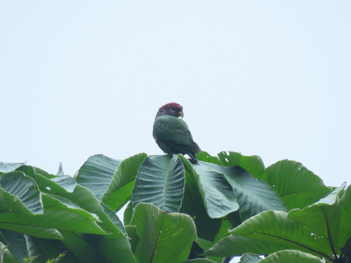 Speckle-faced Parrot - ML151900791