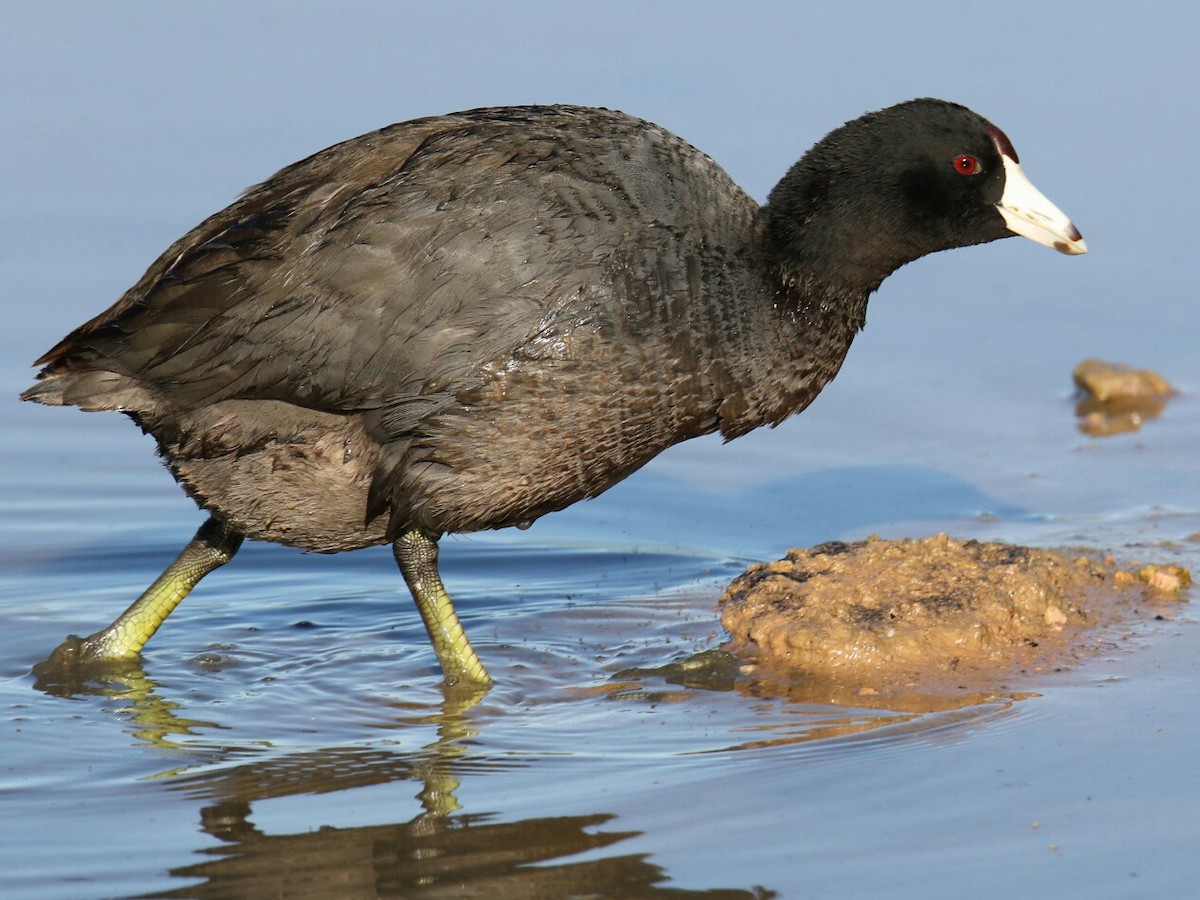 American Coot - gord smith