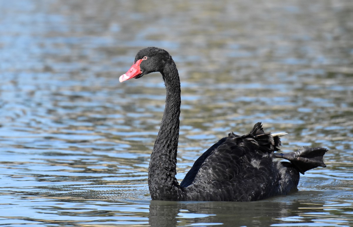 Black Swan - ML151901071