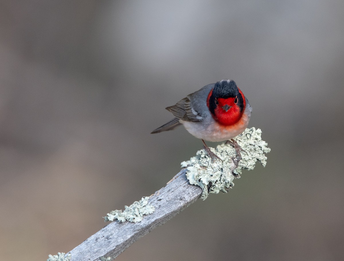 Red-faced Warbler - William Higgins