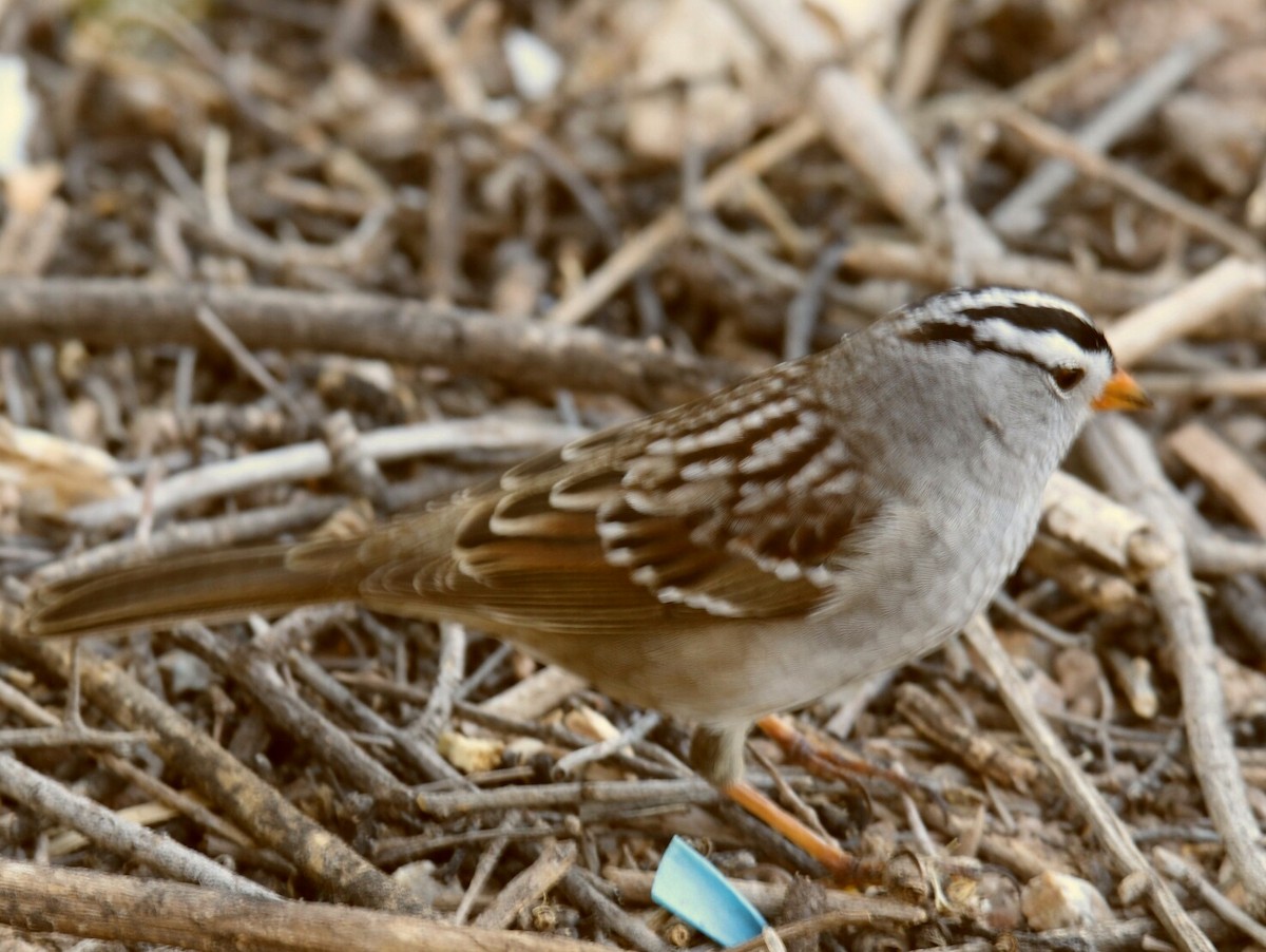 White-crowned Sparrow - gord smith