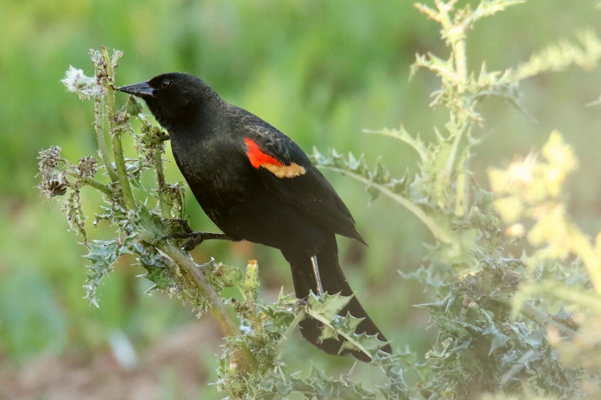 Red-winged Blackbird - gord smith