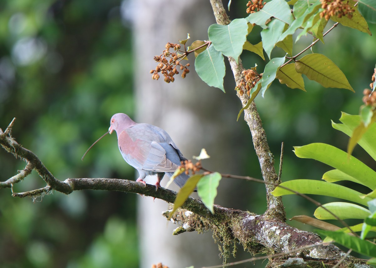Red-billed Pigeon - Ross Rogers