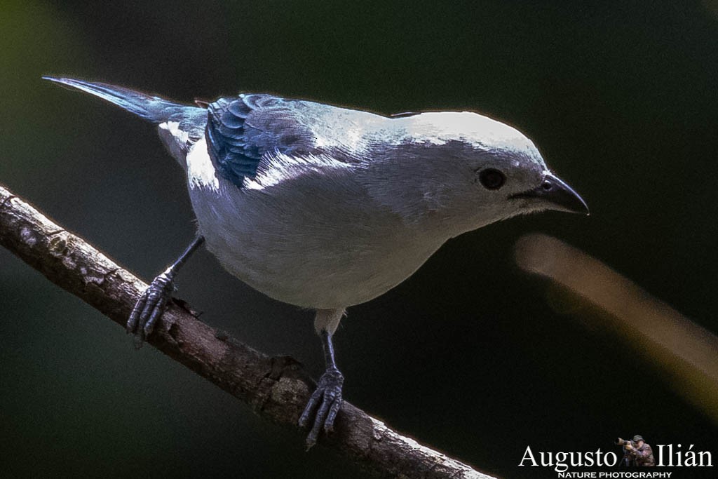 Blue-gray Tanager - ML151903401
