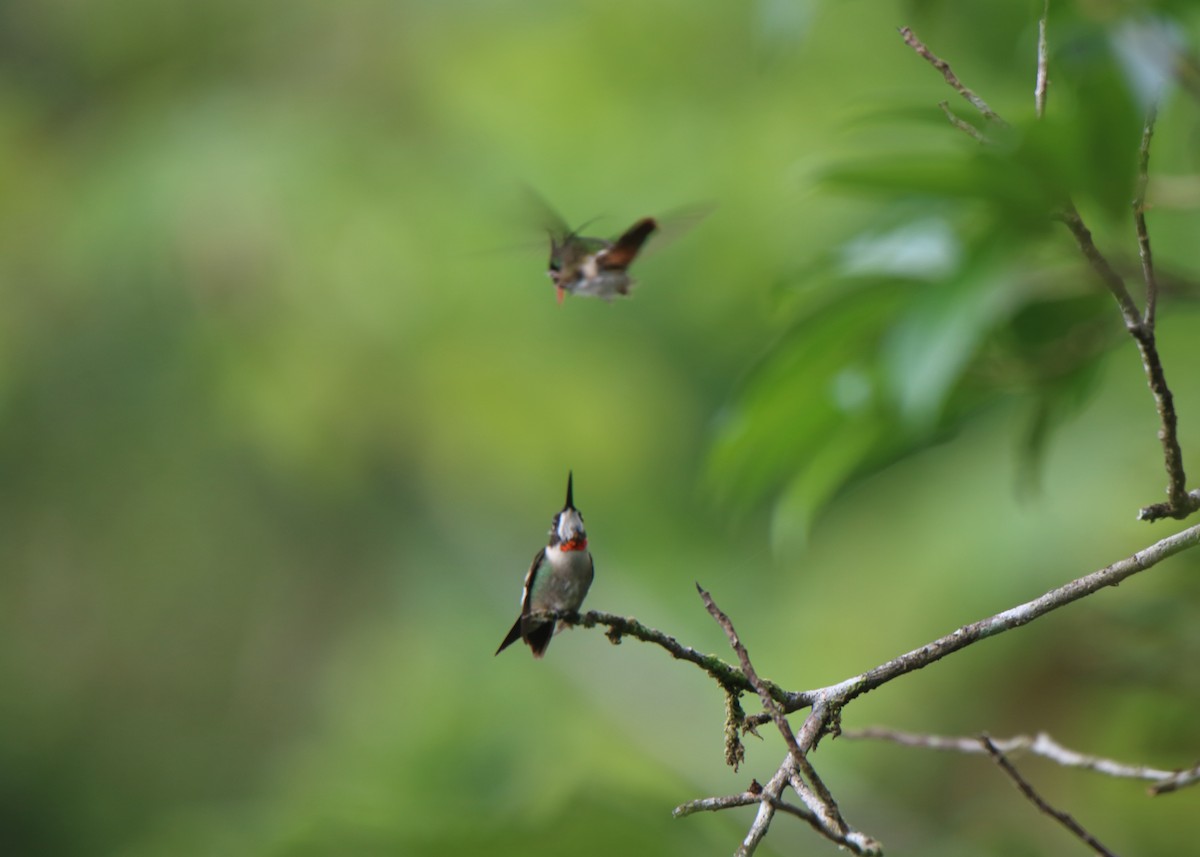 Ruby-throated Hummingbird - Ross Rogers