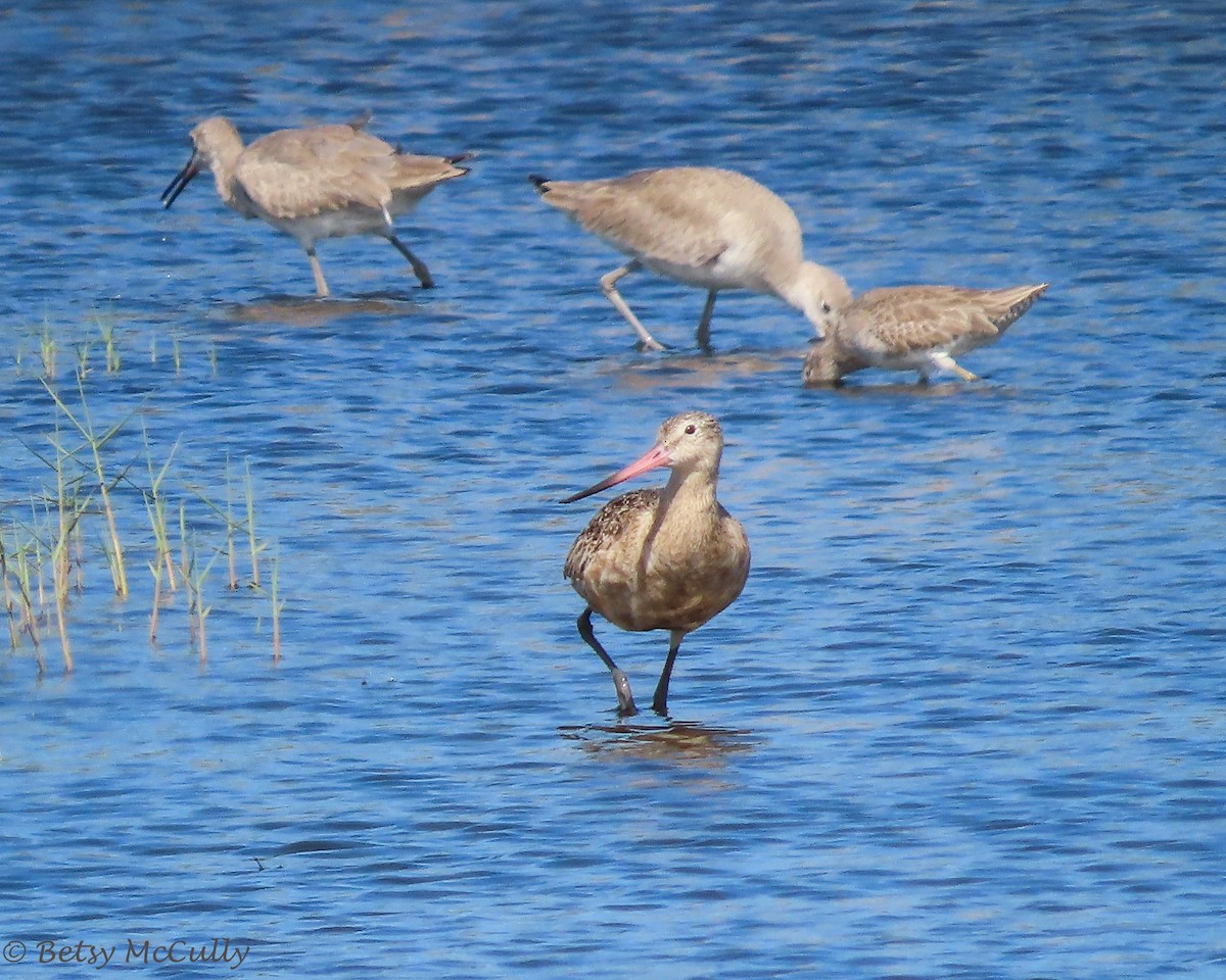 Marbled Godwit - Betsy McCully