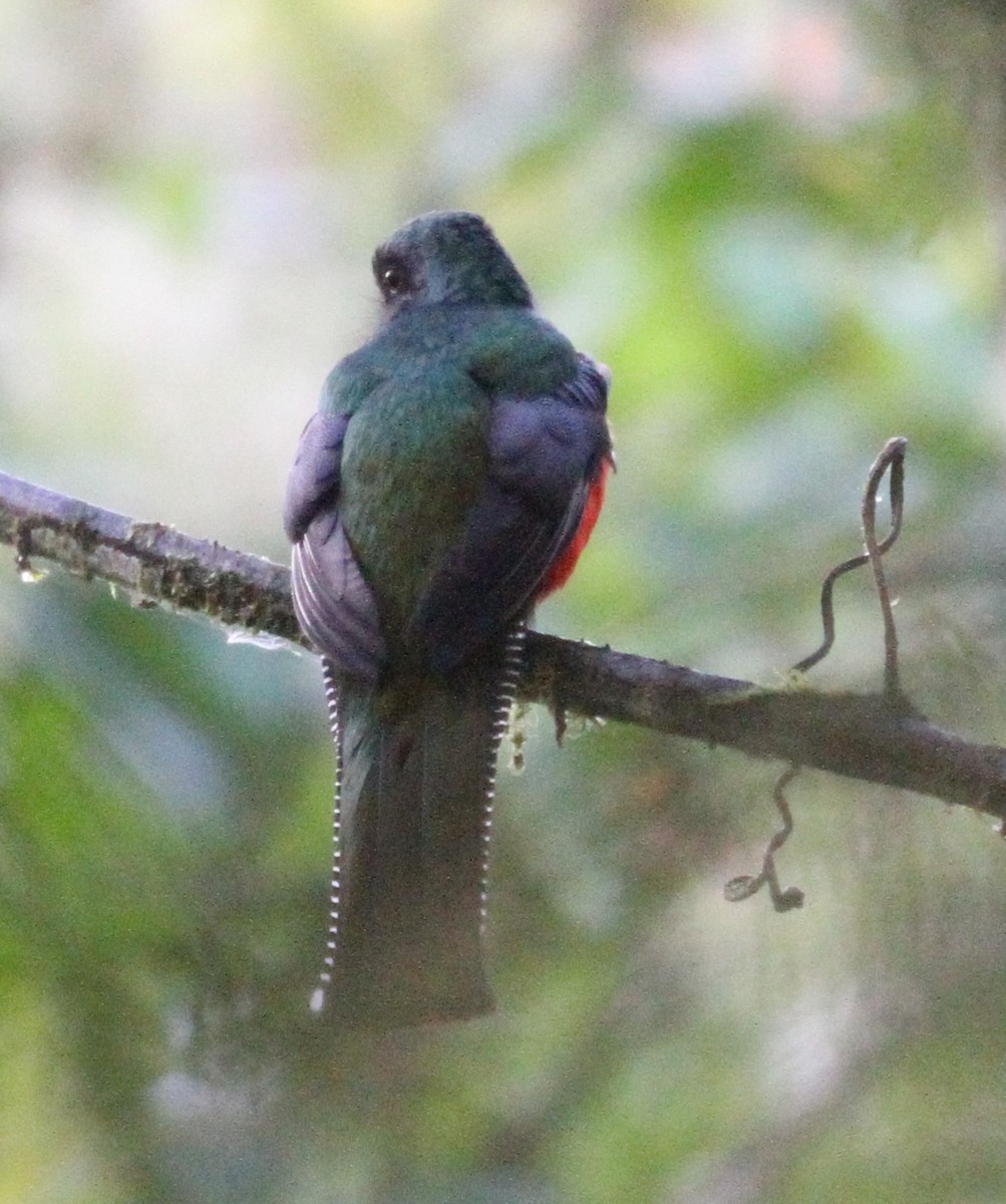 Collared Trogon - Don Coons