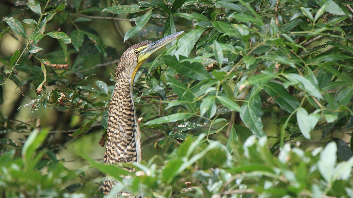 Bare-throated Tiger-Heron - Ross Rogers