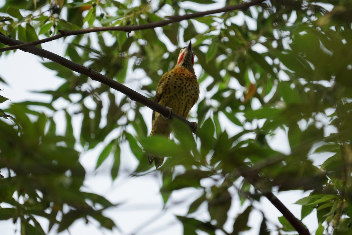 Spot-breasted Woodpecker - Beny Wilson