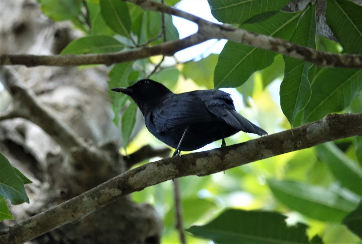Black Catbird - Jaye Rykunyk