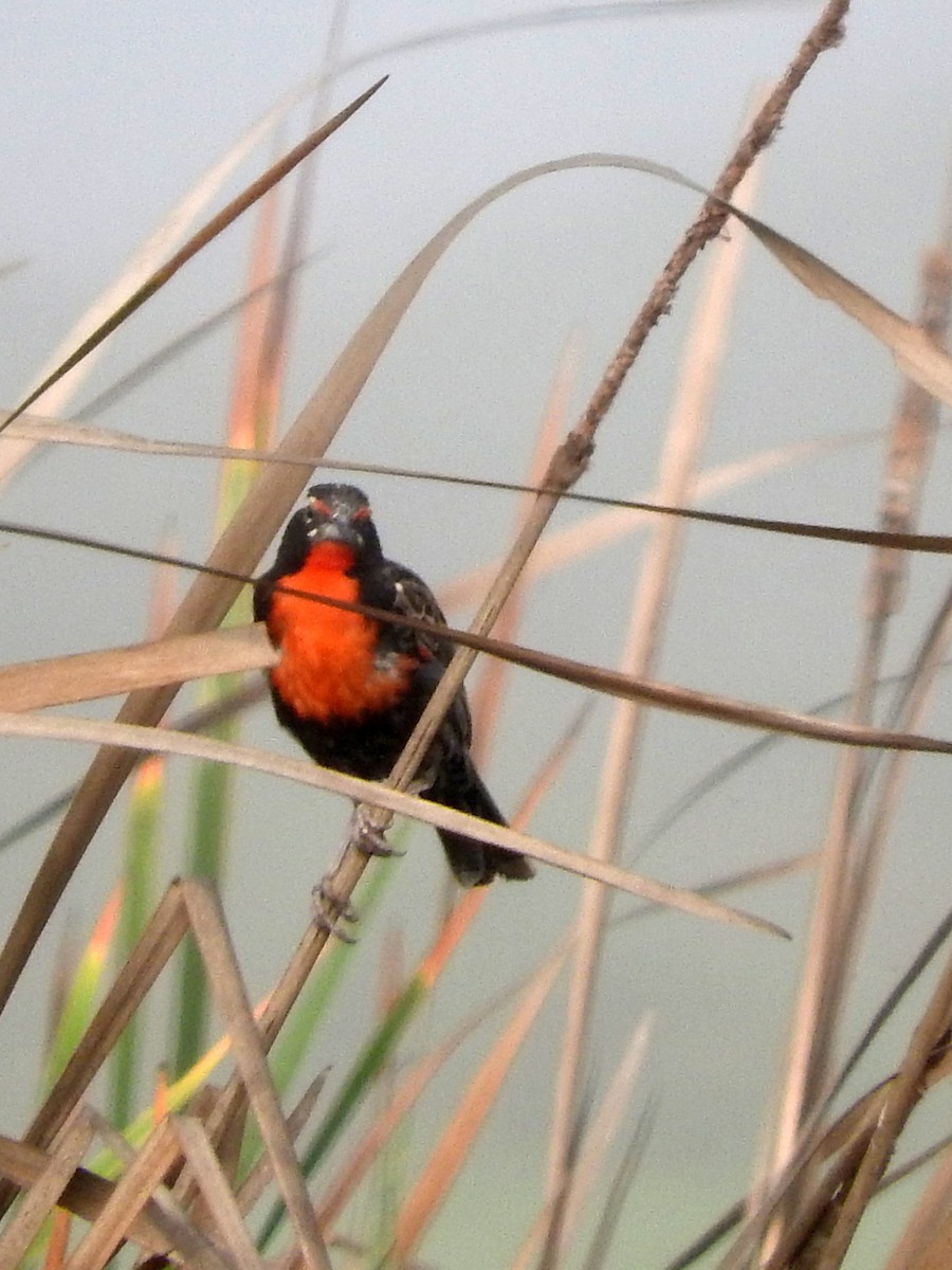 Peruvian Meadowlark - Diane Thomas