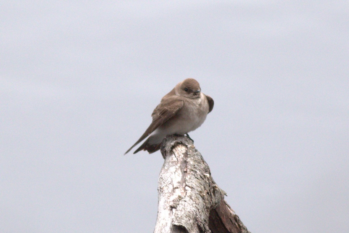 Northern Rough-winged Swallow - Christian Gras