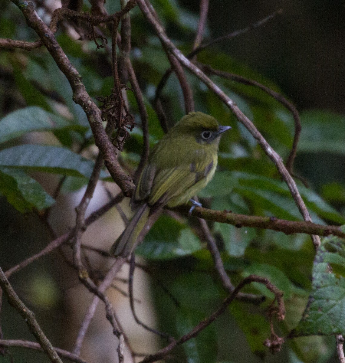 Eye-ringed Flatbill - Don Coons